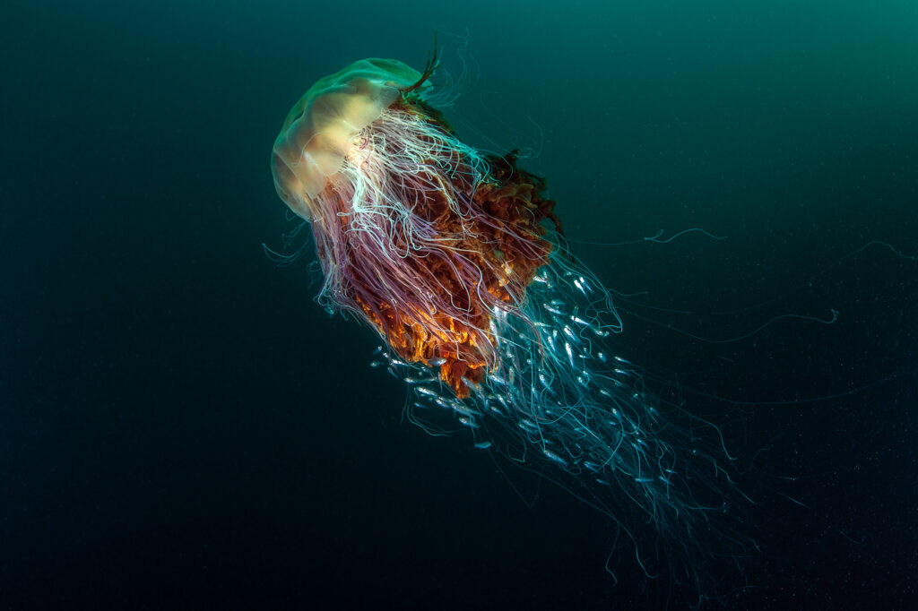 bwpa-2016-1-1
